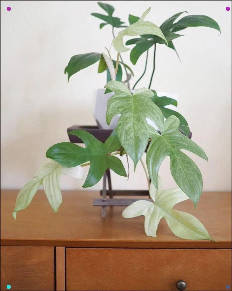 Philodendron Florida Ghost