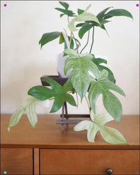 Philodendron Florida Ghost