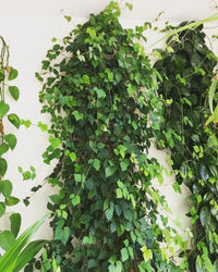 Kangaroo Vine (Cissus antarctica)