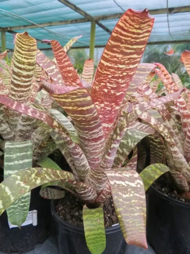 Bromeliad Big and Bold (Vriesea) - Ladybird Nursery