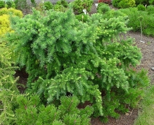 Dwarf Larch Little Bogle (Larix decidua)