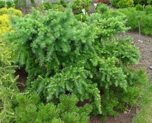 Dwarf Larch Little Bogle (Larix decidua) - Ladybird Nursery