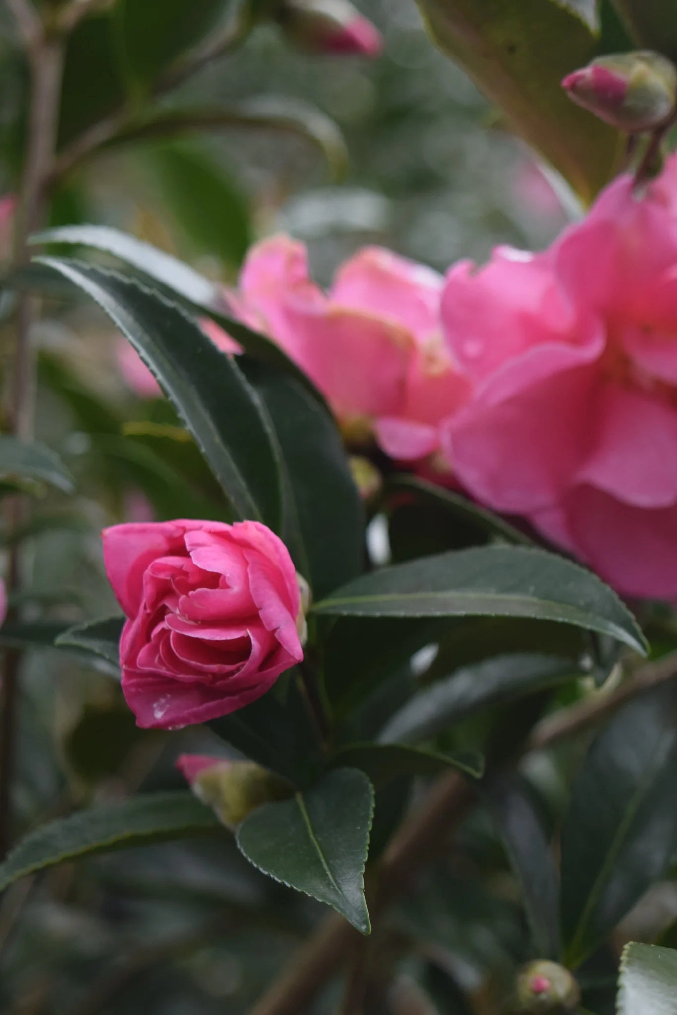 Sasanqua Camellia Lucinda (Camellia sasanqua)