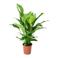 Peace Lily Sweet Lauretta (Spathiphyllum) - Ladybird Nursery