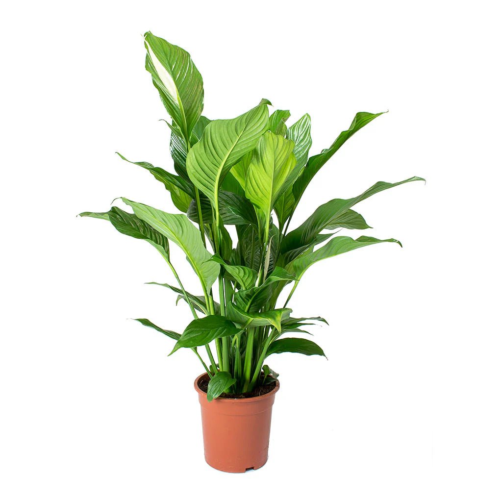 Peace Lily Sweet Lauretta (Spathiphyllum) - Ladybird Nursery