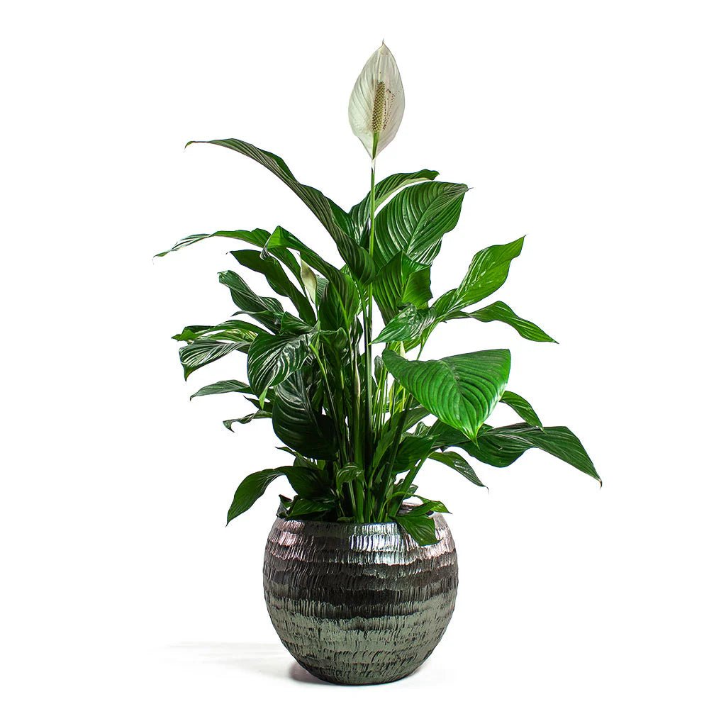 Peace Lily Sweet Lauretta (Spathiphyllum) - Ladybird Nursery