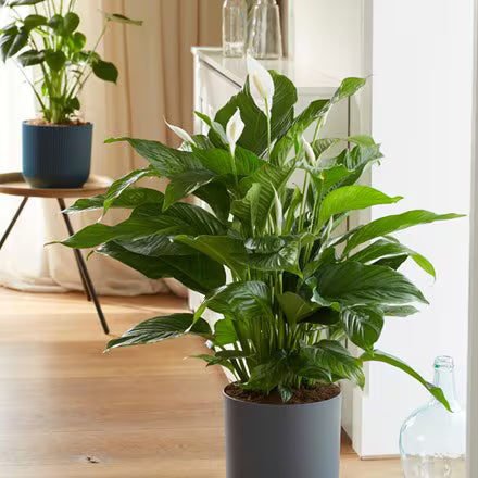 Peace Lily Sweet Lauretta (Spathiphyllum)
