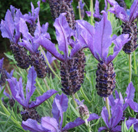 Lavender - Laveanna Purple (Lavandula stoechas) - Ladybird Nursery