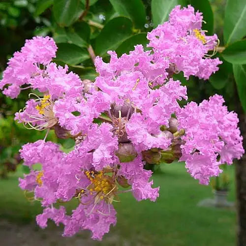 Crepe Myrtle Lipan (Lagerstroemia)