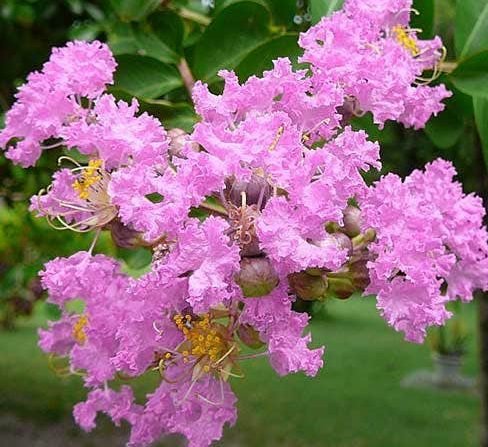 Crepe Myrtle Dwarf Pink (Lagerstroemia indica) - Ladybird Nursery