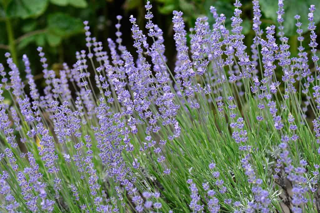 Lavender - French Musk (Lavandula stoechas) - Ladybird Nursery