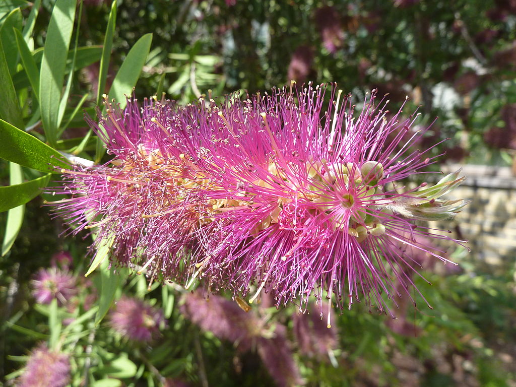 Bottlebrush Lavender Showers (Callistemon)