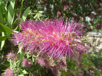 Bottlebrush Lavender Showers (Callistemon)