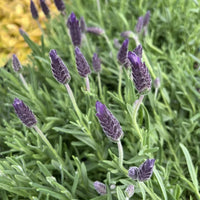 Lavender - LaDiva French Papillon (Lavandula) - Ladybird Nursery