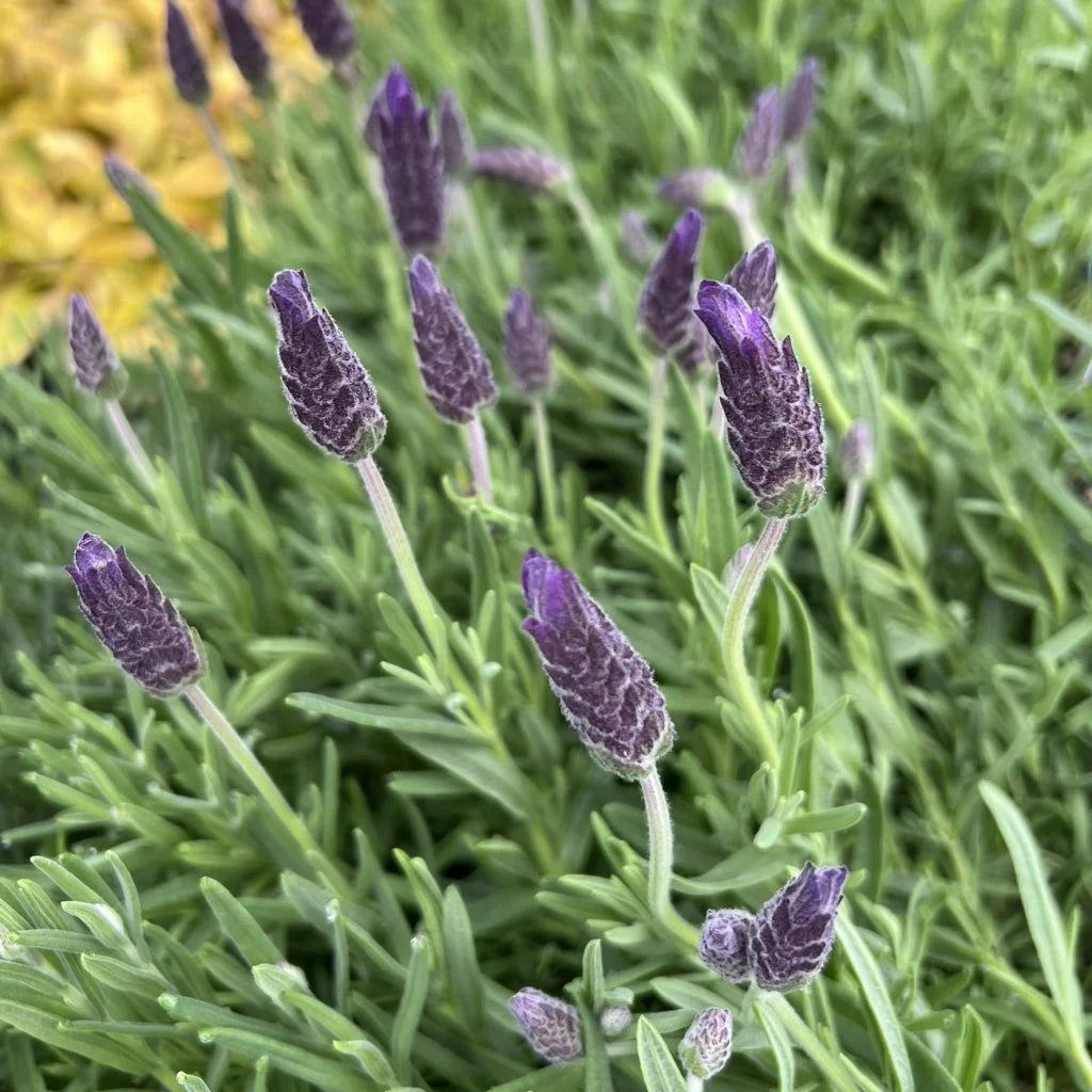 Lavender - LaDiva French Papillon (Lavandula) - Ladybird Nursery