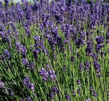 Lavender - Laveanna Purple (Lavandula stoechas) - Ladybird Nursery