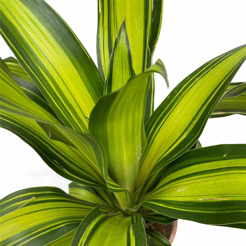 Corn Plant Marley (Dracaena fragrans)