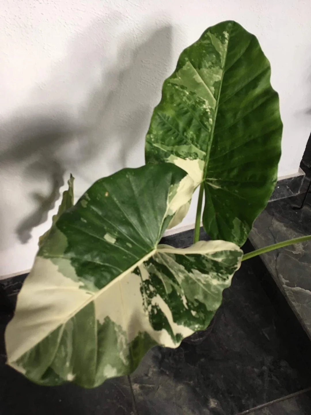 Safari Ebony Elephant Ear (Alocasia Safari) - Ladybird Nursery