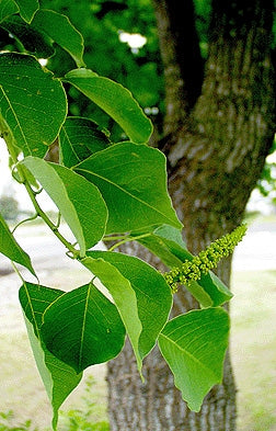 Chinese Tallow Tree Form (Triadica sebifera)
