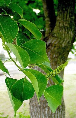 Chinese Tallow Tree Form (Triadica sebifera) - Ladybird Nursery