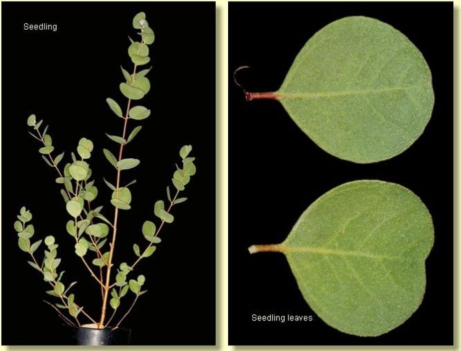 Dwarf Heart Leaf Eucalyptus (Eucalyptus websteriana) - Ladybird Nursery