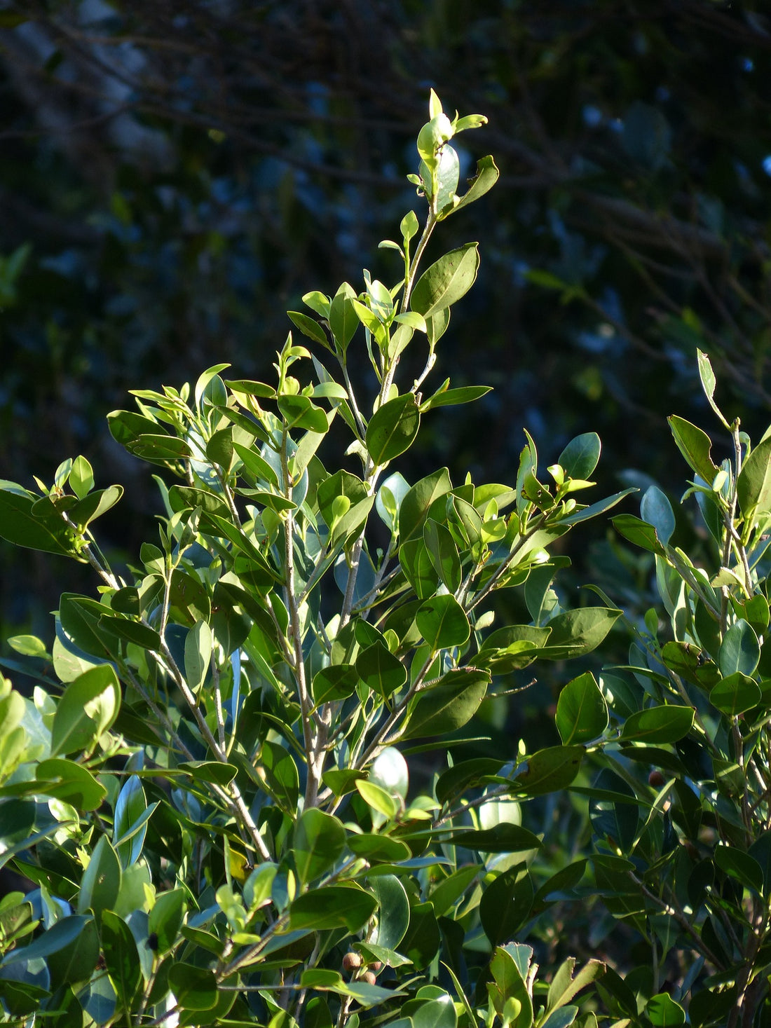 Bay Tree Flavour Master (Laurus nobilis) - Ladybird Nursery
