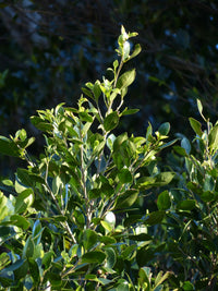 Bay Tree Flavour Master (Laurus nobilis)
