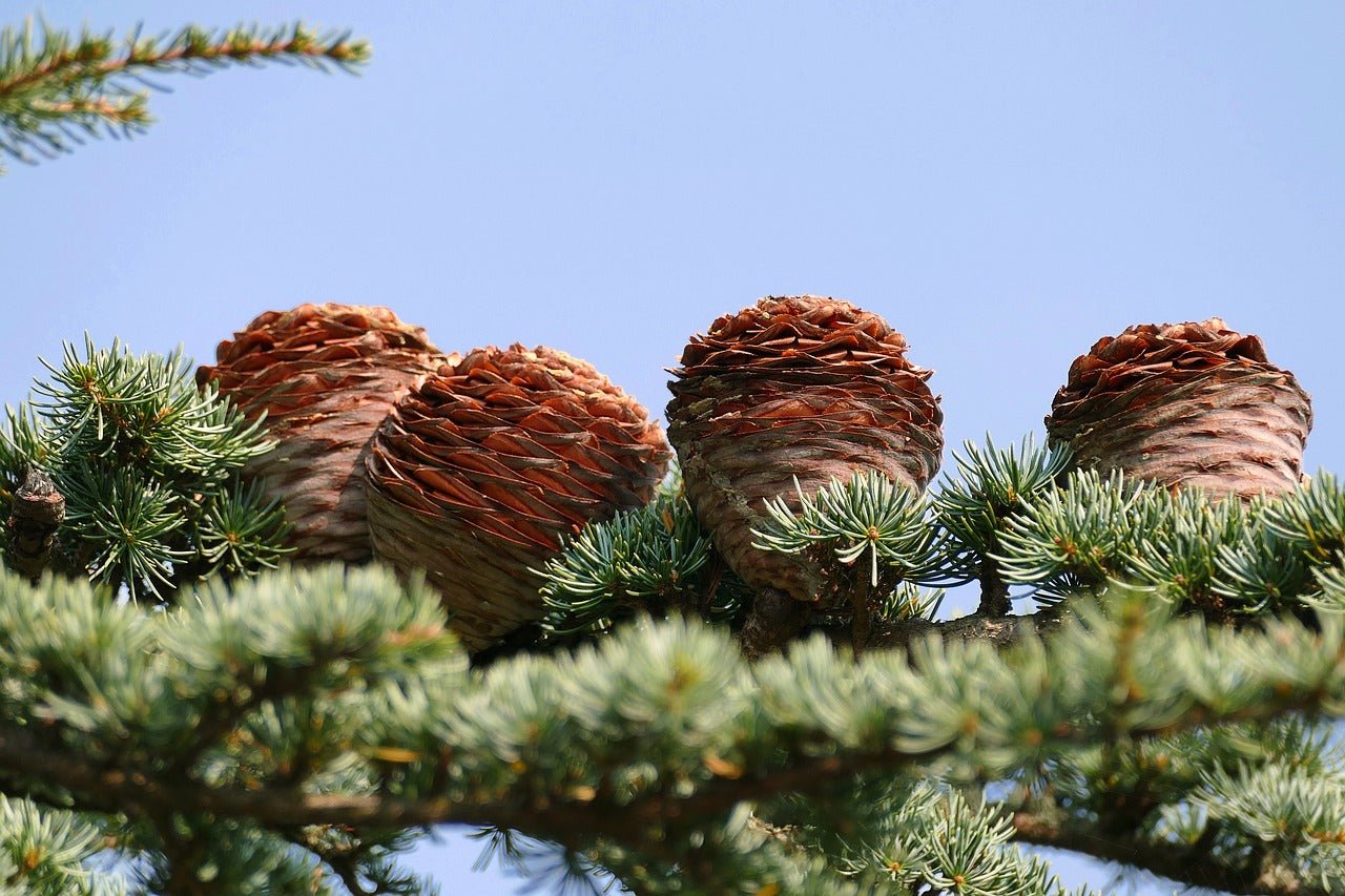 Cedar of Lebanon (Cedrus libani) - Ladybird Nursery