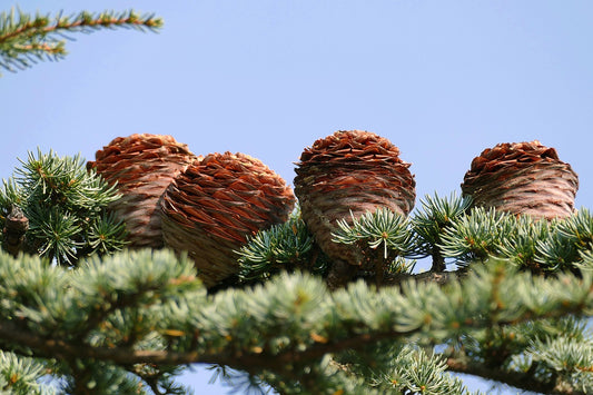 Cedar of Lebanon (Cedrus libani)