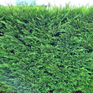 Leighton Green Hedging Conifer (Cupressocyparis leylandii)
