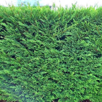 Leighton Green Hedging Conifer (Cupressocyparis leylandii)