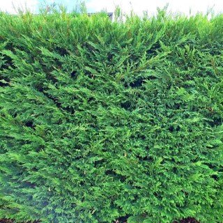 Leightons Green Conifer Advanced size (Pick up only) - Ladybird Nursery
