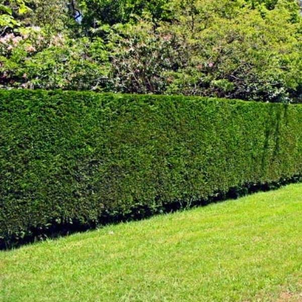 Leighton Green Hedging Conifer (Cupressocyparis leylandii)