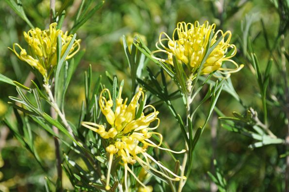 Grevillea Lemon Supreme