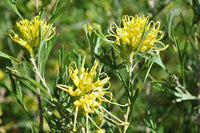 Grevillea Lemon Supreme