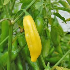 Lemon Drop Chilli - Ladybird Nursery