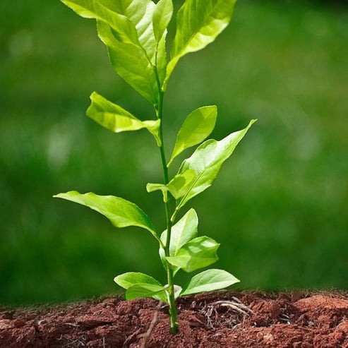 Lemon Eureka seedless (QLD Only)