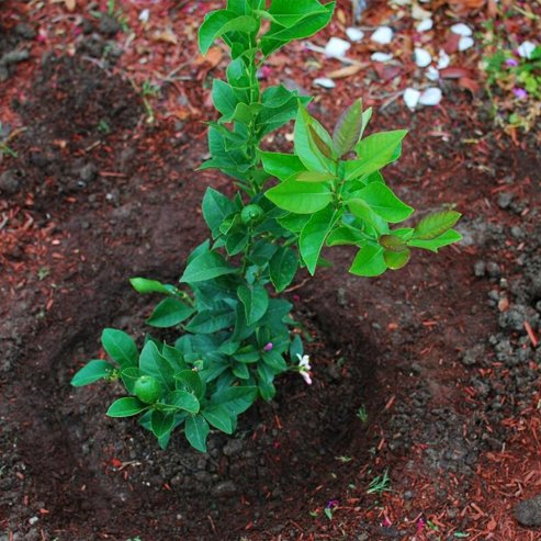 Lemon Eureka (QLD Only)