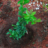 Lemon Eureka (QLD Only)