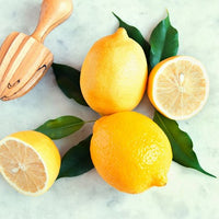 Lemon Eureka (QLD Only) - Ladybird Nursery