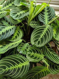 Prayer Plant (Maranta leuconeura) - Ladybird Nursery