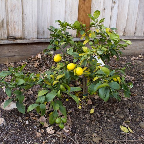Lemon Lisbon (QLD Only) - Ladybird Nursery