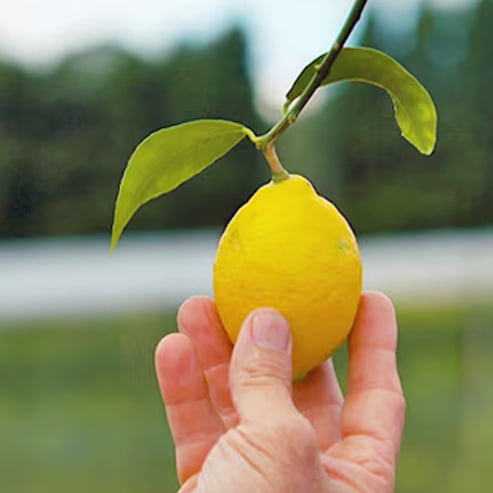 Lemon Lisbon 500mm (Pickup Only)