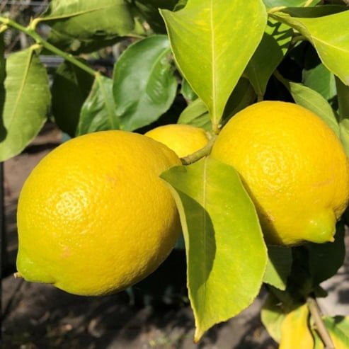 Lemon Lisbon (QLD Only) - Ladybird Nursery