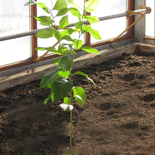 Lemon Meyer (QLD Only) - Ladybird Nursery