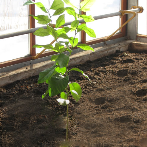 Lemon Meyer (QLD Only)