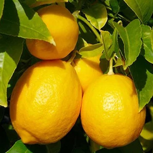 Lemon Meyer (QLD Only) - Ladybird Nursery
