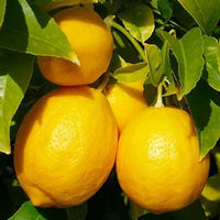 Lemon Meyer 500mm Pot (PICKUP ONLY)