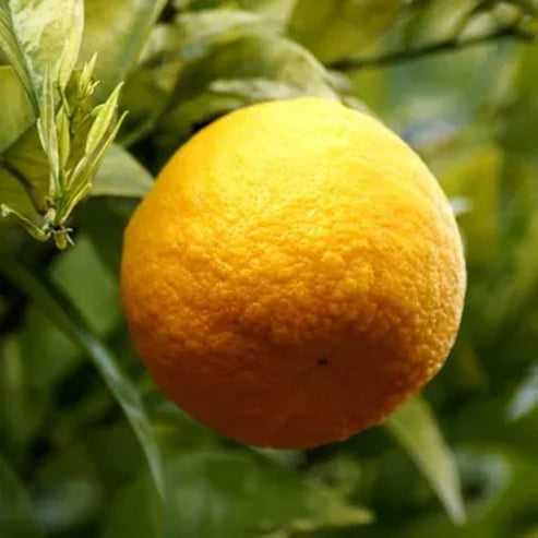 Lemon Meyer 500mm Pot (PICKUP ONLY)