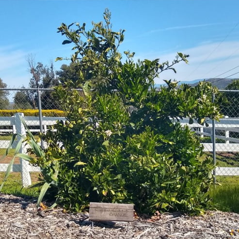 Dwarf Lemon Yuzu (QLD Only)